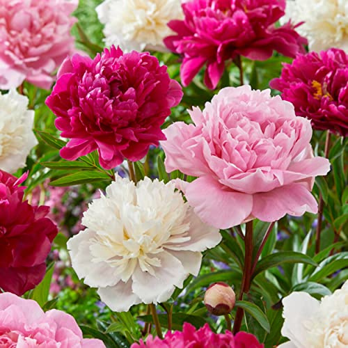 Garden State Bulb Pink and White Mix Peony Flower Bulbs, Spring Planting (Bag of 6)