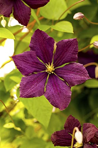 Waldrebe Clematis viticella Royal Velours 40-60 cm winterhart | Samtige Bluetenpracht, ideal fuer Pergola und Rankhilfe, sonnig bis halbschattig, robust und langlebig im Garten