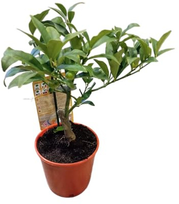 Árbol de Kumquat Frutal Planta Natural con Hojas Verdes y Frutas Dulces