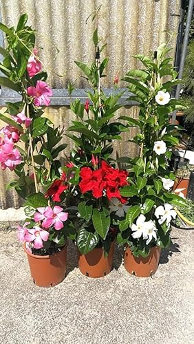 Sundavillea Dipladenia, Set di 2 Piante Rampicanti con Fiori Giganti, Rosa, Rosso e Bianco, Vaso 14-16 cm, altezza 110cm, 3 canne (Rosa-Rosso)