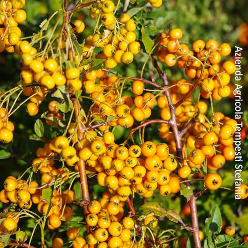 Pyracantha a bacca gialla, 10 piante alte 40/60 cm, vaso 15