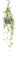 Ceropegia Linearis 'Iris - 28-38cm - Ø14cm - Plante d'intérieur - Vert persistant