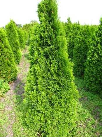 Smaragd Lebensbaum Thuja occidentalis Smaragd 60-80 cm hoch im 5 Liter Pflanzcontainer