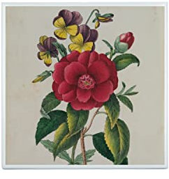 Piastrella in ceramica decorativa 10,8 x 10,8 cm - Camelia - Tavola illustrazione botanica antica fiori