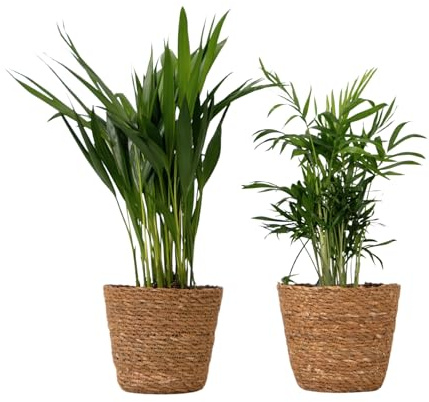 Plant in a Box - Mini Zimmerpalmen Set - 2 Pflanzen mit dekorativen Flechtkörben - Höhe 25-40cm - Topf 12cm - Areca Lutescens & Chamaedorea Elegans - Pflegeleichte luftreinigende Pflanzen für Zuhause