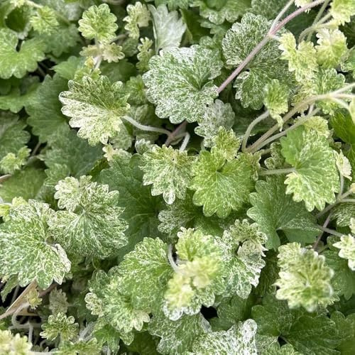 edera terrestre selvaggi di giardino di balcone primavera semi selvaggi interni balcone Copertura perenne resistente semi 120pcs