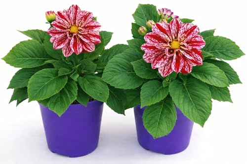 POWERS TO FLOWERS - DALIA PRIMAVERA, 2 PIANTE, VASO 12 CM DIAMETRO, pianta vera