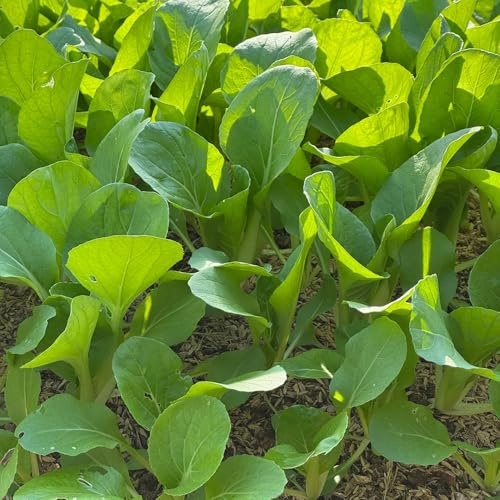 semillas de pak choi - decoración orgánico variedades antiguas 250pcs