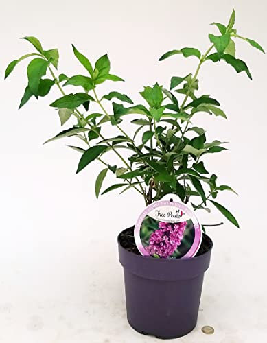 POWERS TO FLOWERS - BUDDLEJA FREE PETIT TUTTIFRUTTI, VASO 20 CM DIAMETRO, ALBERO DELLE FARFALLE, pianta vera