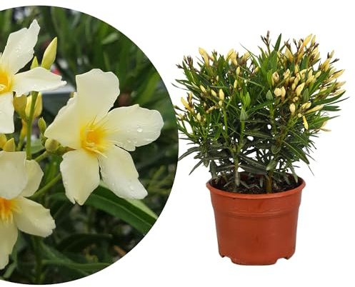 Meine Orangerie - Oleander 'Evolution' - exklusive Sonder-Sorte: besonders frosthart, extra viele Blüten, besonders pflegeleicht und winterhart (Gelb, Topf Ø 15cm)