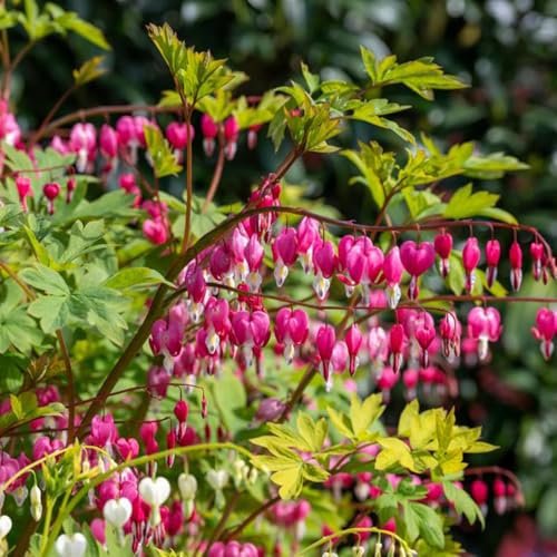 Perfect Plants - Bleeding Heart Dicentra 'spectabilis' - Perennial Plant – 17cm Pot – Pink Heart-Shaped Flowers for Shade Gardens