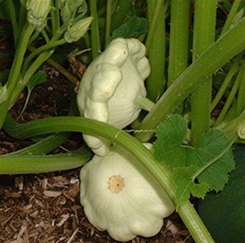 Heirloom Heritage COURGETTE Early Custard White Summer Squash 10 Organic Seeds Certified French Organic Grower Patty PAN PATISSON UFO