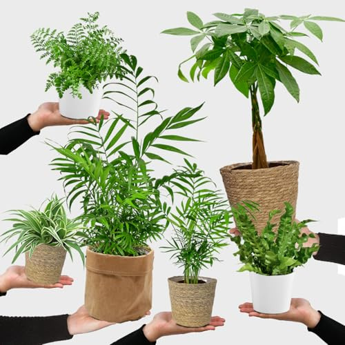 6er Box Zimmerpflanzen Happy Cat – Tierfreundliches Set mit Zwergpfeffer, Bergpalme, Nestfarn, Schwertfarn & Glückskastanie – Höhe 15-70 cm – mit Übertöpfen – frisch aus der Gärtnerei – Green Me Up
