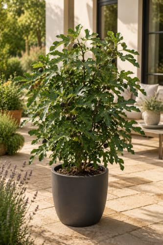Zwergfeige Little Miss Figgy – Ficus carica – kompakter Feigenbaum für Balkon & Garten – winterhart – süße Früchte – 5L Topf