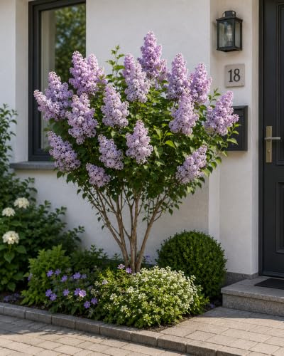 Syringa vulgaris ‘Katharine Havemeyer’ Flieder ca. 100 cm – Edel-Flieder Duftflieder mit violett-lila Blüten, winterhart, bienenfreundlich, Zierstrauch für Garten, Terrasse & Hecke
