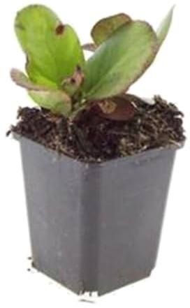 Bergenia Cordifolia, ihållande golvbeläggning, rosa blommor, set om 12, 10–25 cm
