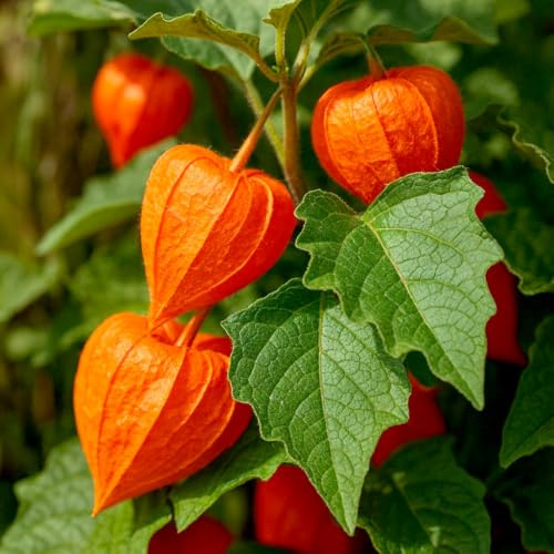 Lampionblume – Physalis alkekengi var. franchetii – 50 Samen | Zierende Lampions für Beet & Strauß | Lichtkeimer, Mehrjährig