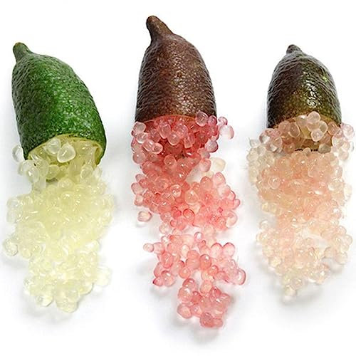 lamphle 50 Pz Citrus Australasica Semi in Vaso Bonsai Frutta Giardino Cortile Ufficio Pianta Fiore Albero da Frutto Semi di Ortaggi Fiore Albero da Frutto Semi di Ortaggi Semi di agrumi Australasica