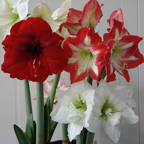 Amaryllis Surprise Mischung | 3 Stück | Blumenzwiebel | Schnittblume | Topfpflanze | Geeignet für Kübel | Zimmerpflanze | Gemischt | Zwiebelgröße 28/30 | Ritterstern