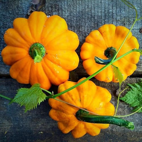 Semillas de calabacín, de invierno, resistentes para el jardín Cucurbita pepo, 40pcs