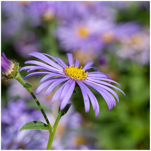Symphyotrichum 'Little Carlow', Aster Cordifolius, Pretty Lilac Blooms, in a 9cm Pot, 3fatpigs®