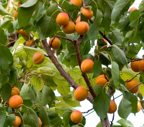 Dehner Aprikose Hargrand, süss-säuerliche Früchte, 9.5 l Topf | Prunus armeniaca, Selbstbefruchter-Sorte, ertragreicher Obstbaum, Erntezeit Juli/August