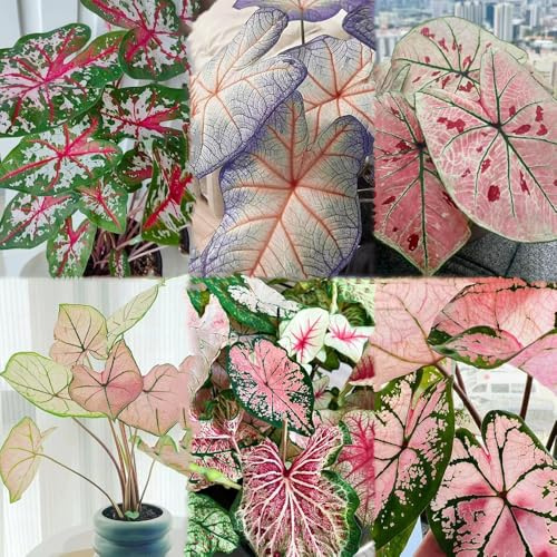 caladium - garden topf balkonpflanzen topfpflanzen pflanztopf kräuterpflanzen kräutersamen gartenpflanzen zimmerpflanzen kübelpflanzen 200samen