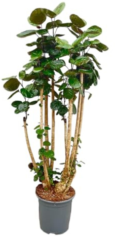 Trendyplants - Polyscias Fabian - Aralia - Zimmerpflanze - Höhe 150-170 cm - Topfgröße Ø30cm
