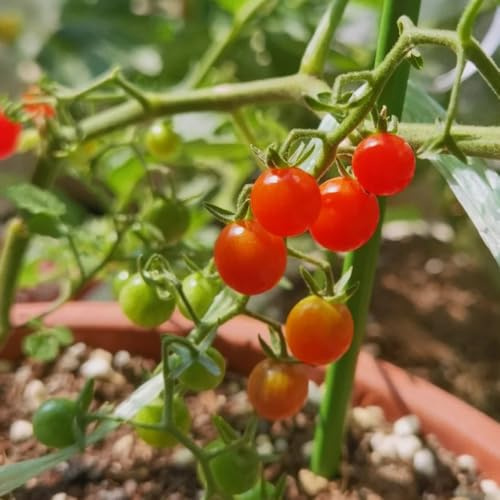 comprar semillas de tomate grosella, verdes jardín rocas resistentes invierno jardín del balcón raras balcón invernadero 150pcs