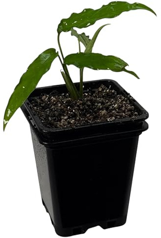 Monstera obliqua tiwintza narrow – seltene Zimmerpflanze | Kletterpflanze für Moosstab, Rankstab & Indoor Jungle | exklusive Sammler-Pflanze für Wohnräume