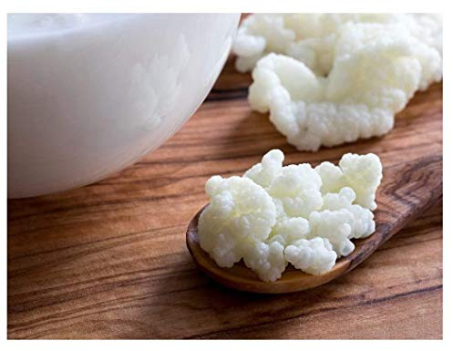 Latte Kefir Grani vivono fresco antipasto mesofilo per produrre batteri yogurt bevibili dalle culture mesofila