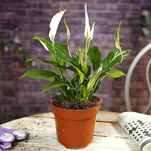 1 PIANTA DI SPATHIPHYLLUM CHOPIN VASO 9CM SPATIFILLO PIANTA DA APPARTAMENTO