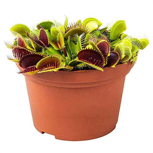 Planta Carnívora de Exterior Dionaea Muscipula Venus Atrapamoscas