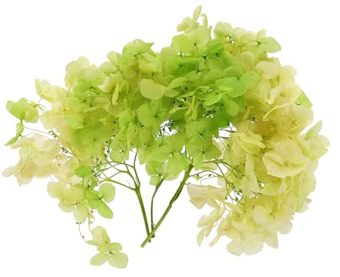 PATIKIL 10g Fleur D'Hortensia Séchée Dégradé Vert Jaune | Fleurs Pressées Naturelles, Pétales D'Hortensias Réels DIY Résine Artisanat carte présent Floral Fabrication Bougies