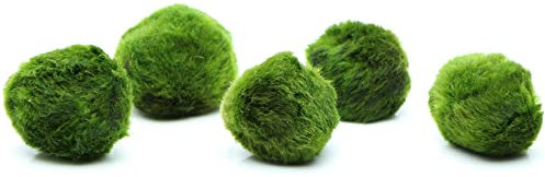 k2aqua 5 Marimo Moss Balls, Always Fresh Live Aquarium Plant, Cladophora aegagropila