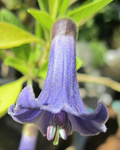 Portal Cool Blu Iochroma ^ Iochroma Australe-Mini's Trumpet Angel - Brugmansia di Cousin> Semi