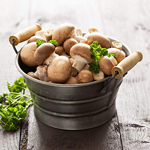 Windowsill Brown Mushroom Growing Kit 1 x – Gift Wrapped, Easy to Grow Your Own Mushrooms at Home | Fun & Delicious Indoor Gardening by Thompson & Morgan