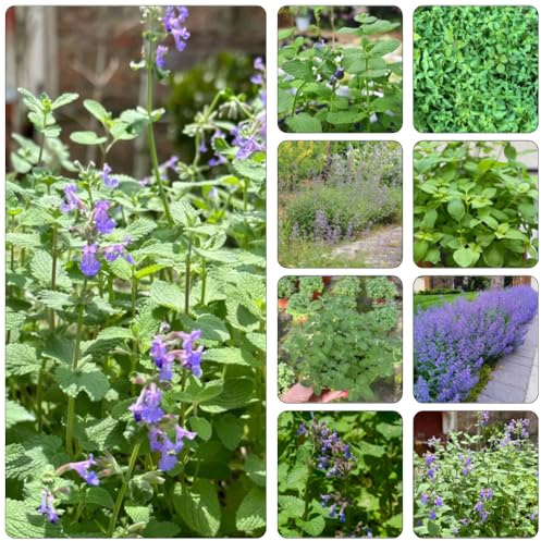 katzenminze wildkräuter gartenpflanzen winterharte kübelpflanzen wildblumensamen kräuterpflanzen frühlingsblumen herbstblumen winterhart heilkräuter gartendeko für draußen grünpflanzen 200samen