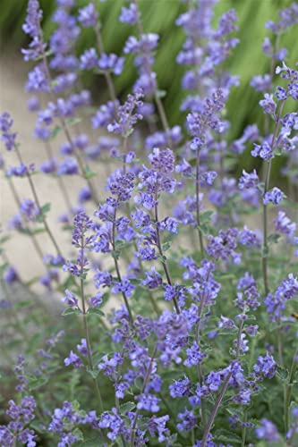 Nepeta x faassenii 'Alba' 9x9 cm Topf – Winterhart, Mehrjährig, Pflegeleicht – Katzenminze – Beetstaude für Garten & Rabatte