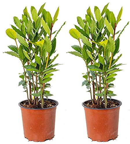 Bloomique - Lot de 2 - Laurus Nobilis - Laurier vrai - Plante de laurier - Plantes de jardin - Résistante au gel - 40-50 cm de haut - Pot 15 cm