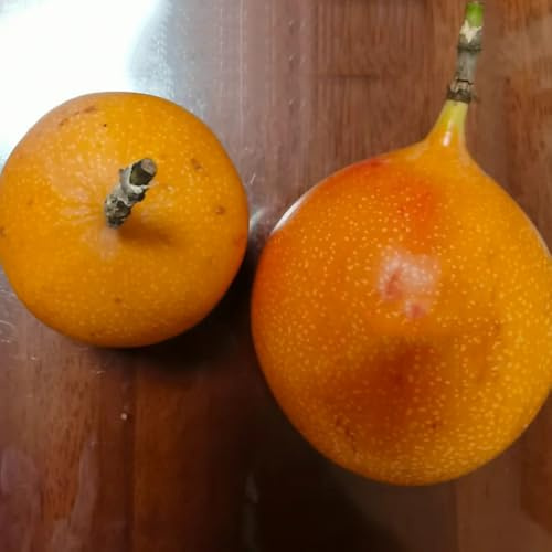 passione maracuja facile coltivare biologici ver appartamento vaso 280semi