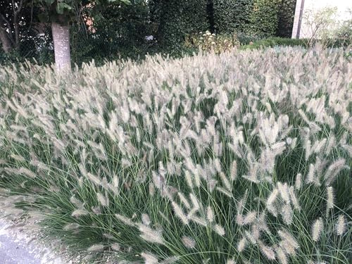 6 x Pennisetum alopecuroides 'Hameln' - herbe à abat-jour, herbe à plumes en pot de 9 x 9 cm