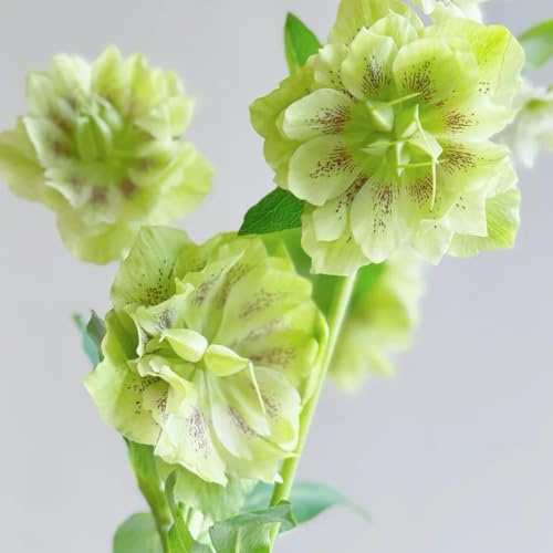 Christrose, zimmerpflanzen Helleborus thibetanus, geschenke für gartenliebhaber wildblumensamen mehrjährig bio exotische 80Samen
