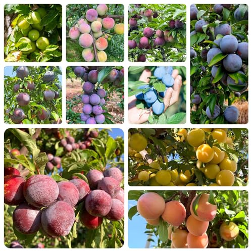 pflaumenbaumsamen kaufen - säulenobstbäume hochbeet balkon zwetschgenbaum winterhart seltene gewächshaus 22pcs