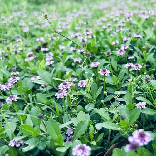 Semi di verbena tappezzante - per i luoghi soleggiati prati fioriti resistenti per giardini rocciosi decorazioni da giardino esterni resistenti vecchie varietà da 450pcs