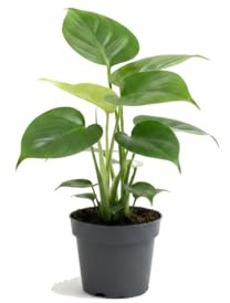 Monstera Deliciosa Costilla de Adán con Maceta 12 cm Altura 40 cm | DECOALIVE para Hogar y Oficina