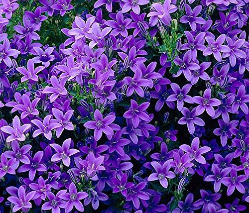 Pack x6 Campanula 'Portenschlagiana' (Large) Plug Plants