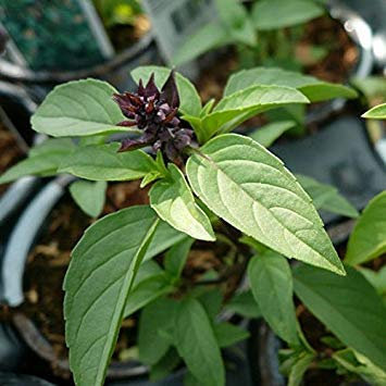 GEOPONICS GRAINES -200 Graines Thai basilic biologique, facile à cultiver