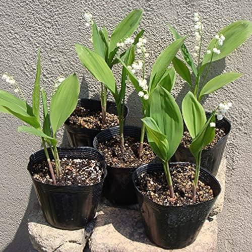 Mughetto Bulbi,piante erbacee perenni,mughetto pianta in vaso,pianta vera mughetto,Rare,bulbi di fiori resistenti,bulbi di mughetto bianco(steli grandi,senza semi,non artificiali)-5bulbi-J