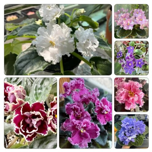 usambaraveilchen wildblumen 85samen x Bepflanzung im Freien Geeignet